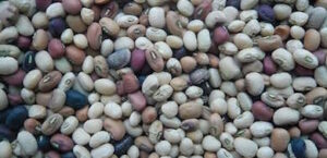 Pourquoi les légumes secs intéressent-ils tant les nutritionnistes ?