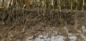 La France agricole – Le stockage de carbone dans le sol est un levier réel, mais limité