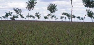Cultivar – Stocker le carbone et ne surtout plus en déstocker