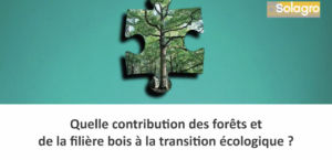 Quelle contribution des forêts et de la filière bois à la transition écologique ?
