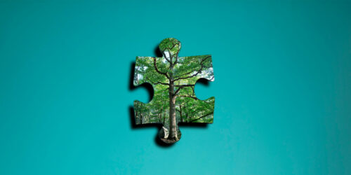 Forêt bois