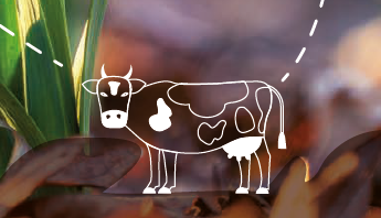 Vache