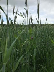 CIVE seigle fourrager en mélange