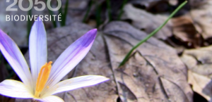 Forêts d’aujourd’hui et de demain – biodiversité et multifonctionnalité