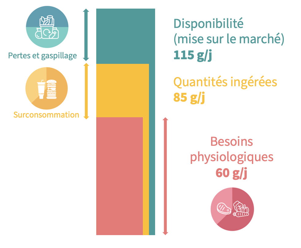 Bilan protéines par adulte en France (g/jour) 